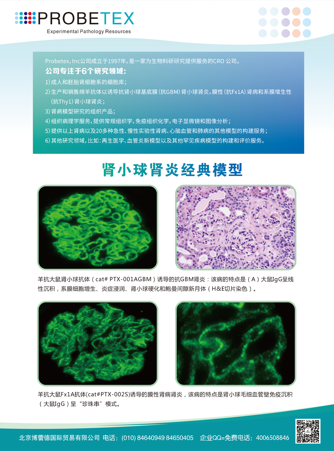 Probetex：肾小球肾炎经典模型