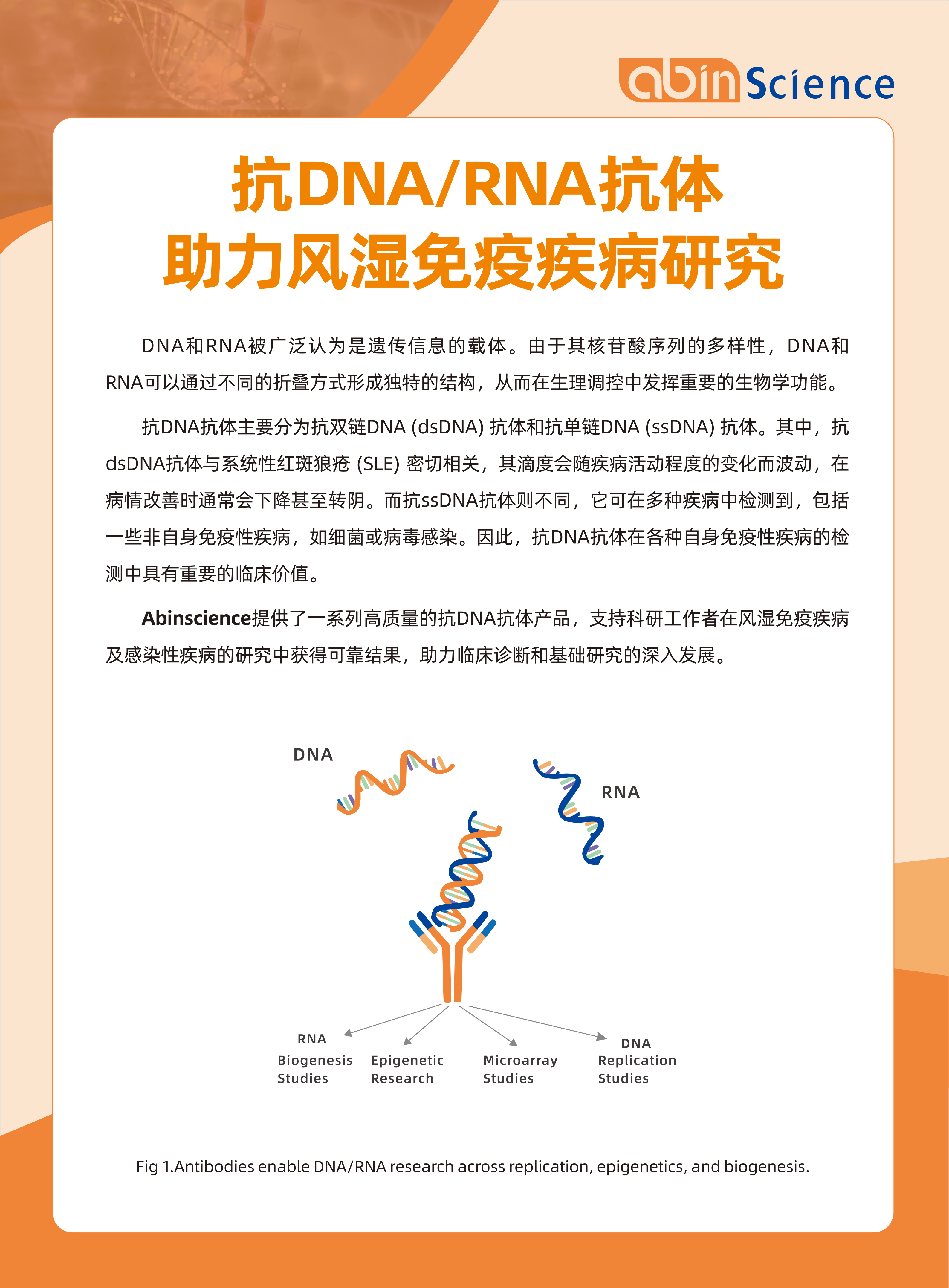 Abin Science：抗DNA/RNA抗体，助力风湿免疫疾病研究